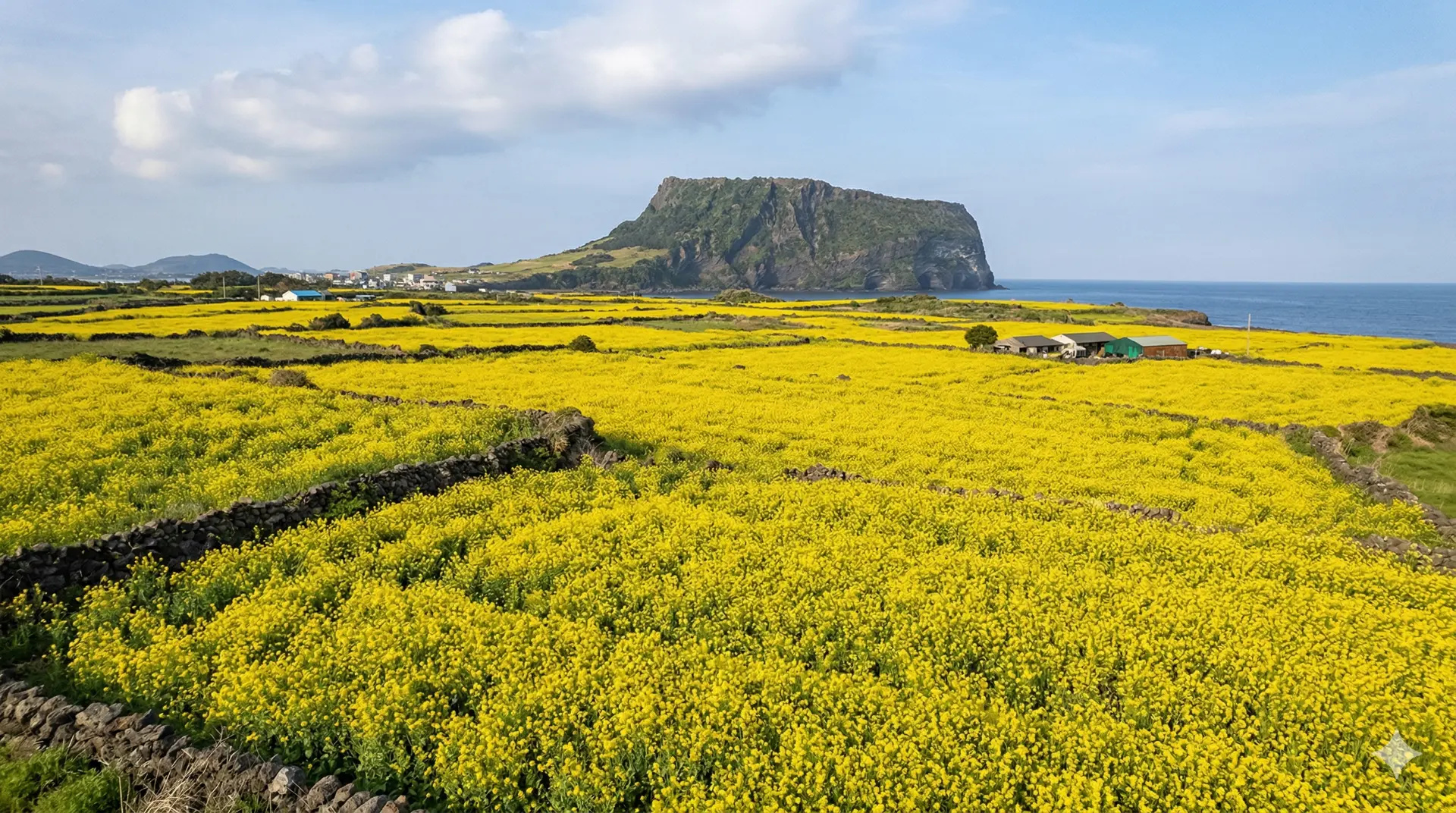 Cánh đồng hoa cải vàng rực trên đảo Jeju